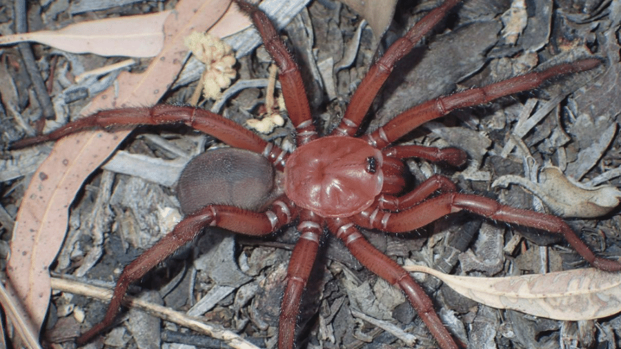 A espécie é uma das maiores entre as aranhas-de-alçapão - Reprodução/ Museu de Queensland