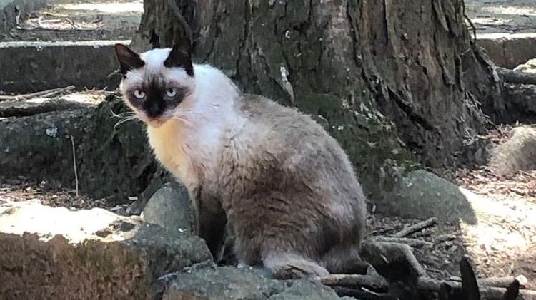 Gato foi morto no Parque da Água Branca; polícia investiga