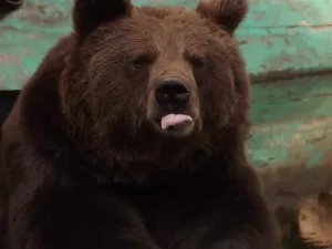 Governador italiano manda abater urso que atacou turista francês