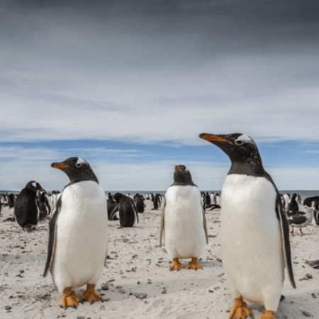Pinguins-gentoo nas ilhas Malvinas Pinguins-gentoo nas ilhas Malvinas