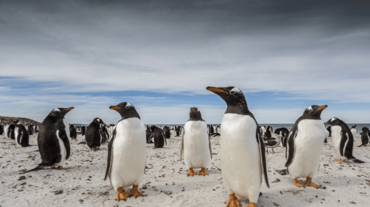 Pinguins-gentoo nas ilhas Malvinas