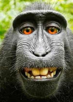 Foto de macaco da espécie "Macaca nigra" percorreu o mundo - Divulgação