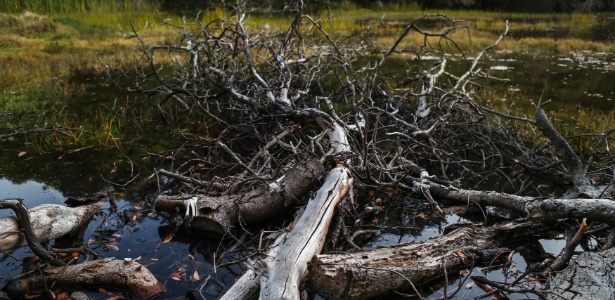 Árvore morta perto de Inverness, Califórnia - Gabrielle Lurie/The New York Times