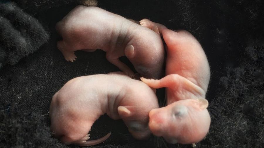Cientistas japoneses vão tentar criar embriões "humano-animais" usando inicialmente ratos e camundongos - Getty Images