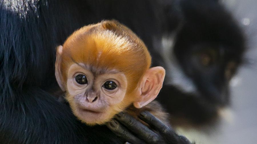 02.out.2019 - Langur-de-françois nasceu no zoológico Taronga de Sydney na semana passada - AFP/Rick Stevens/Taronga Zoo