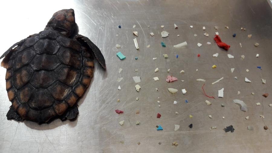 Tartaruga morreu após comer mais de 100 pedaços de plástico nos EUA - Reprodução/Gumbo Limbo Nature Center