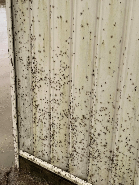 Aranhas escalando as cercas da casa de Matt Lovenfosse - Reprodução/Twitter