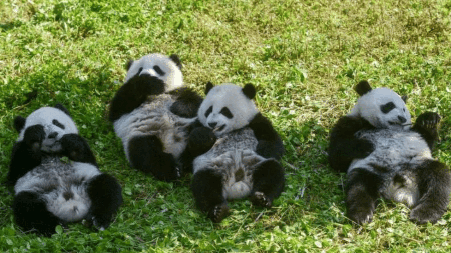 Os pandas gigantes não são mais classificados pelas autoridades chinesas como "ameaçados de extinção", mas ainda são considerados "vulneráveis" - Getty Images
