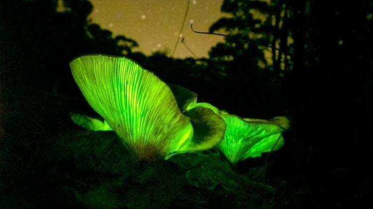 Fungo iluminado - Getty Images - Getty Images