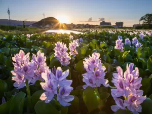 Invasão 'alienígena' de planta mata bichos e trava barcos, mas há uma saída