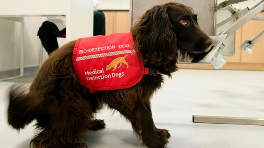 Cães já foram usados para detectar câncer de próstata, diabetes e doença de Parkinson - MEDICAL DETECTION DOGS/Divulgação