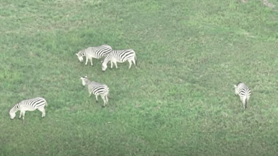 Animais perdidos faziam parte de grupo de 39 zebras e já andam pelas ruas de cidade há 11 dias - Reprodução/Youtube