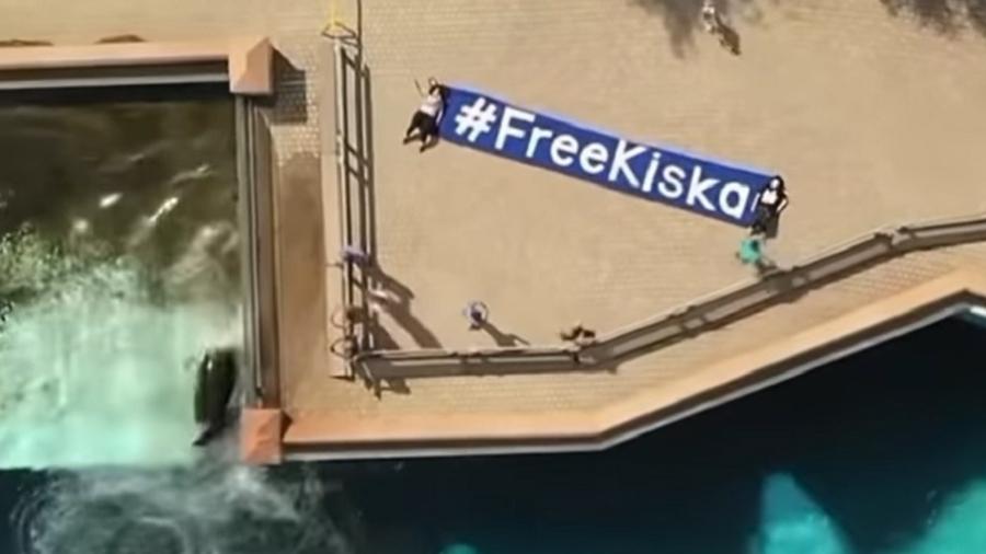 Vídeos do momento em que Kiska fica estressada foram capturados de vários ângulos pelos ativistas - Phil Demers/reprodução