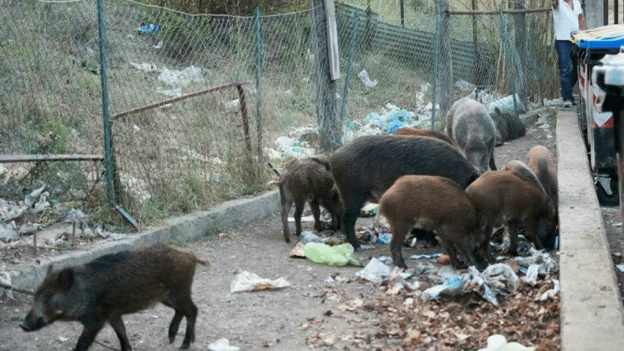 Um grupo de javalis come detritos perto de um parque em Roma - AP/Gregorio Borgia
