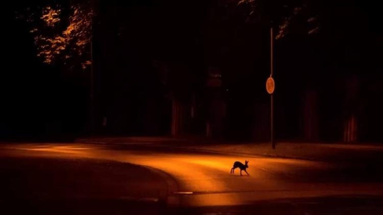 City Rabbit - JAN PIECHA / NATURE TTL - JAN PIECHA / NATURE TTL