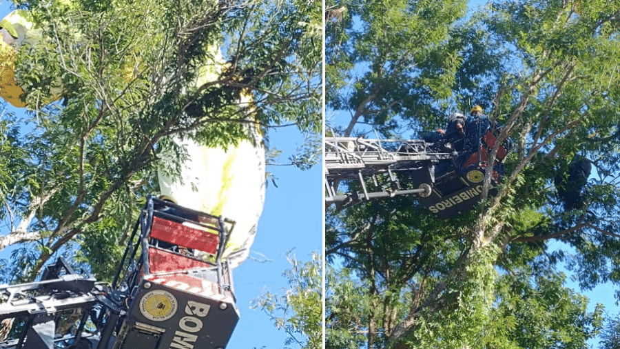 Bombeiros resgatam praticante de parapente que ficou preso em árvores em Florianópolis - Divulgação/CBMSC