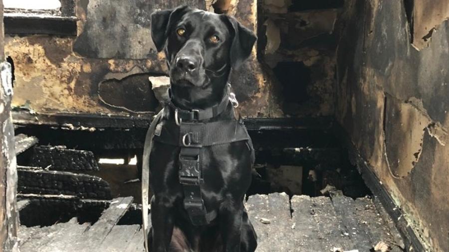 Bella é uma cadela treinada pelo corpo de bombeiros para farejar substâncias inflamáveis