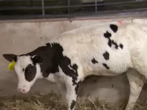 Conheça Hilda, a 1ª 'vaca verde' gerada por fertilização in vitro  