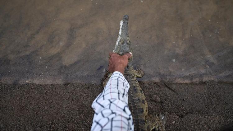Local de soltura dos crocodilos tem poucas habitações humanas e parte do rio passa por terras privadas na Venezuela Local de soltura dos crocodilos tem poucas habitações humanas e parte do rio passa por terras privadas na Venezuela