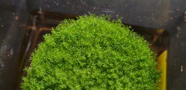 Musgo resiste por 9 meses no espaço e volta à Terra pronto para reproduzir