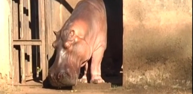 O hipopótamo Miltão, do zoológico de Araçatuba (SP) - Reprodução