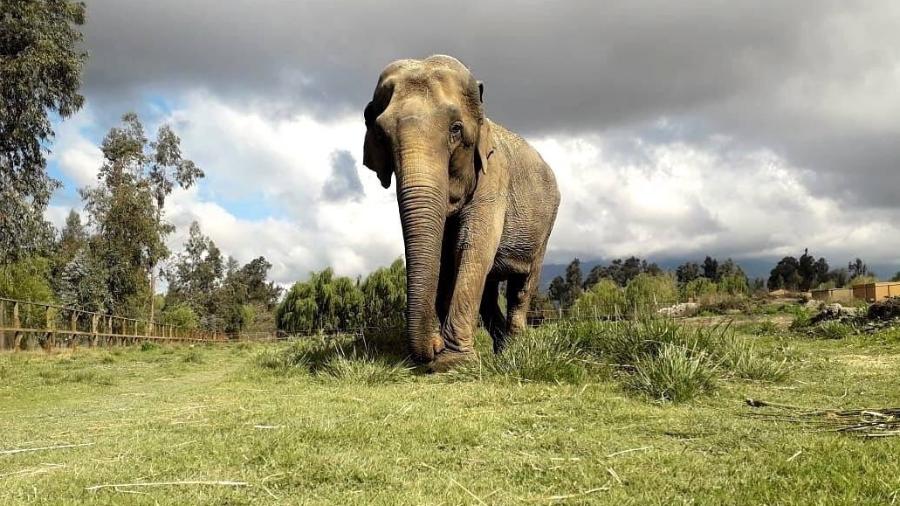 Ramba era a última elefanta a viver em um circo no Chile - Reprodução/Instagram