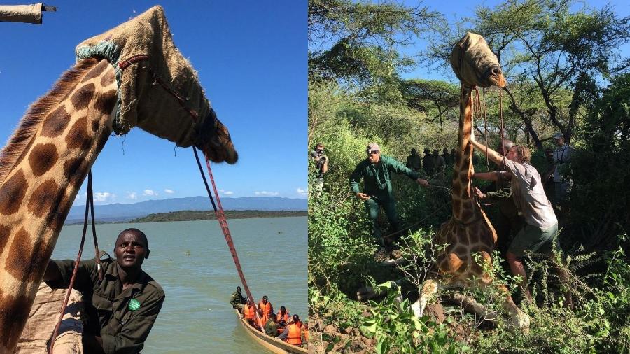 Asiwa, uma girafa de Rothschild, no oeste do Quênia, que estava presa em uma ilha inundada - Reprodução/Instagram/@kieran.avery 
