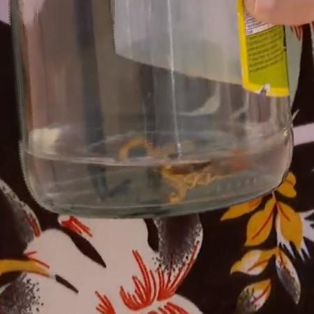 Imagem do escorpião dentro de um pote de vidro - Reprodução/EPTV