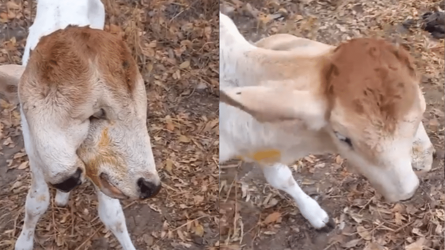 Apesar dos esforços de dono da bezerra, animal morreu quatro dias após nascer   - Reprodução/Instagram