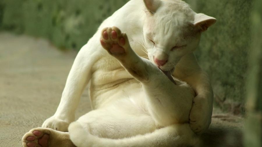 Jaguatirica albina vive em cativeiro na Colômbia - Parque de la Conservación de Medellín/Divulgação