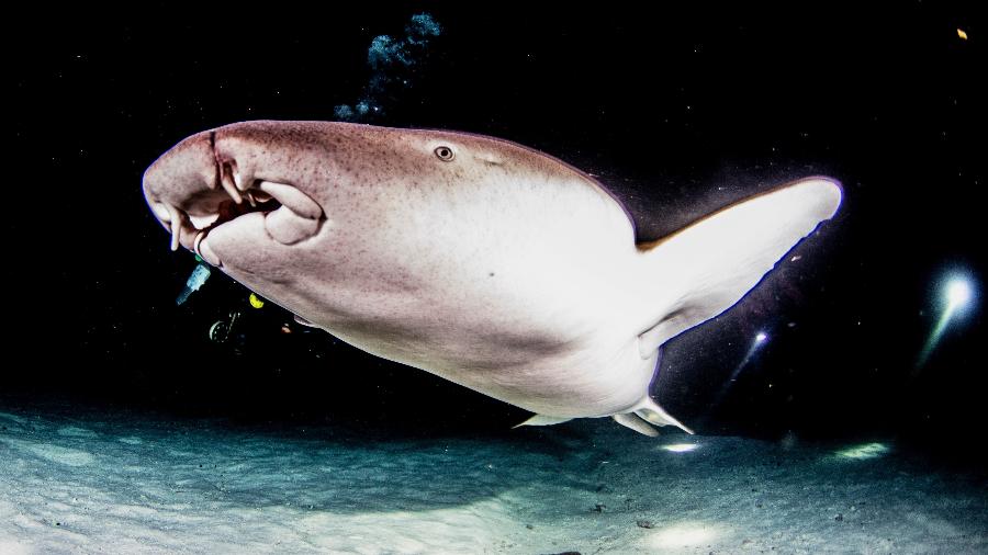 Ginglymostoma cirratum, o tubarão-lixa - Getty Images