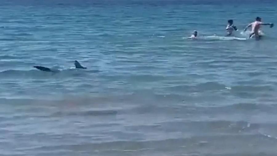 Tubarão surpreendeu banhistas em uma praia de Alicante, na Espanha - Reprodução/Twitter 