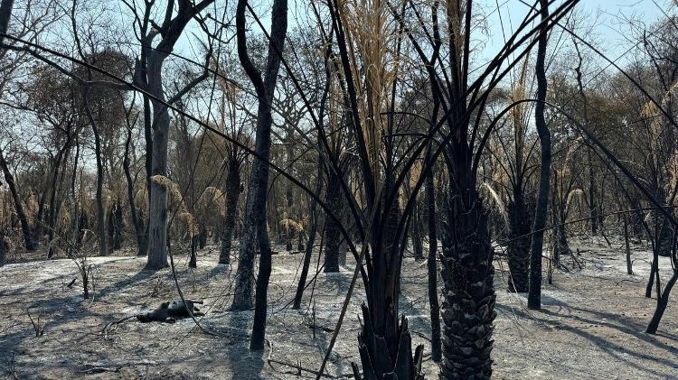 Animais morrem em meio à vegetação queimada no Pantanal