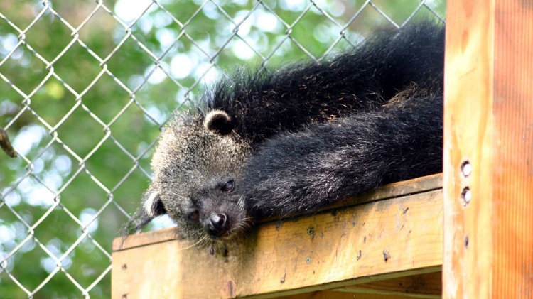 Urso-gato asiático tem cheiro de pipoca com manteiga; binturongue