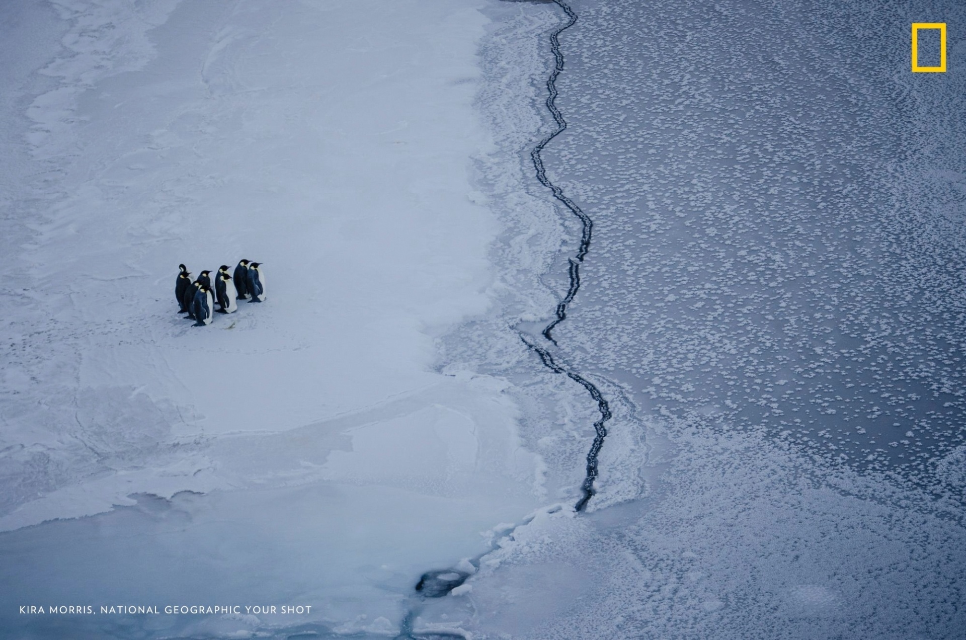 A foto impactante mostra um grupo de pinguins sem saber o que fazer próximos a uma fenda no gelo da Antártida. A diretora da National Geographic questiona: "quanto tempo será que estes pinguins ficaram parados estudando seu próximo movimento"? - Kira Morris/National Geographic Your Shot