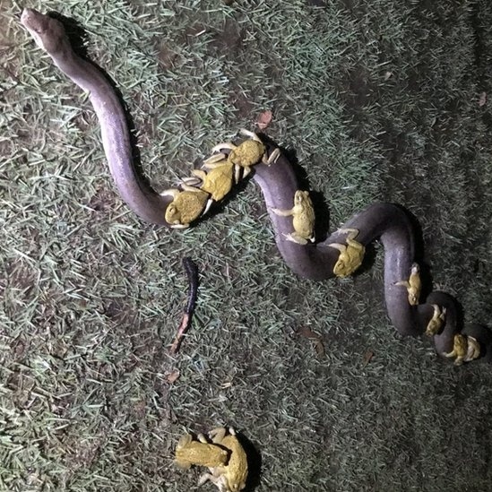 Flagrante raro mostra cobrinha-cipó se alimentando em Cunha (SP), Terra da  Gente