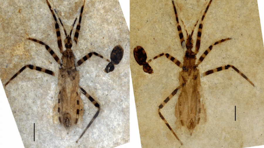Amostra de macho novo espécime tem 12,4 milímetros de comprimento e faixas alternadas nas patas - Reprodução/Associação Paleontológica