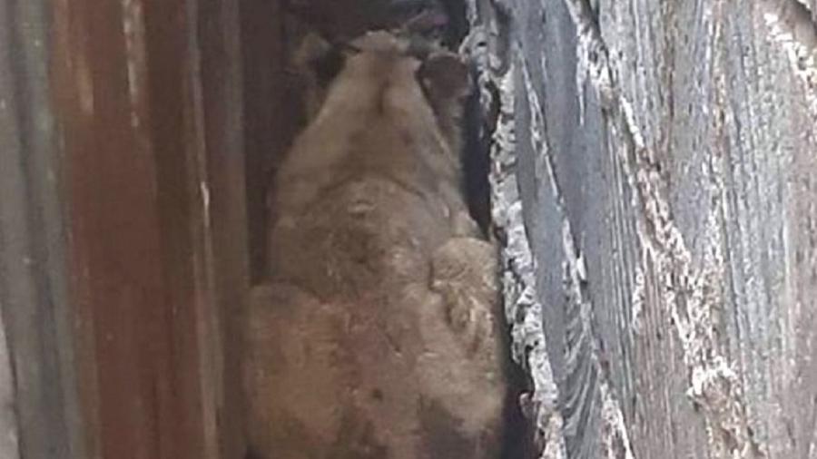Leão foi encontrado em um fosso atrás de um muro de concreto  - Reprodução/Twitter