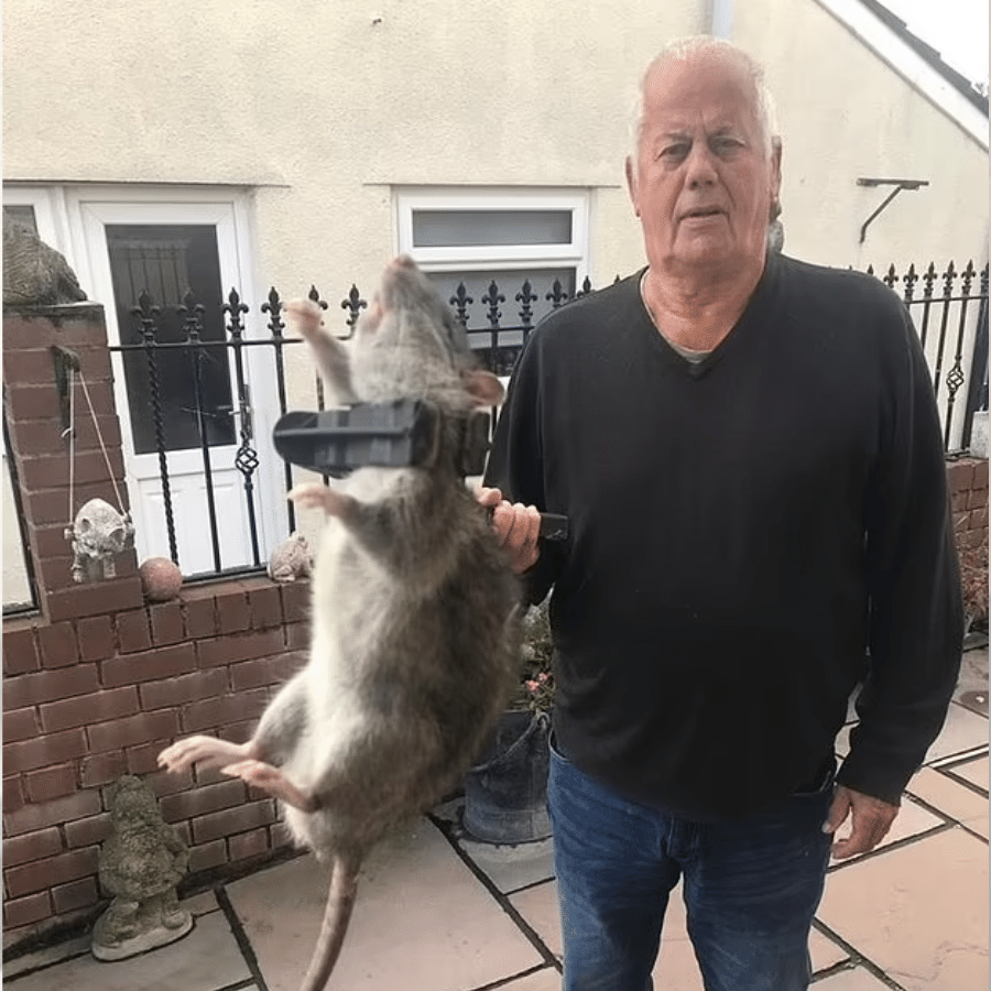 O rato do tamanho de um bebê capturado em jardim na Inglaterra