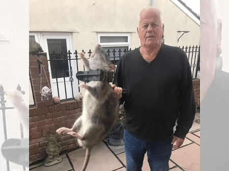 Britânico captura rato do tamanho de um bebê humano em seu jardim