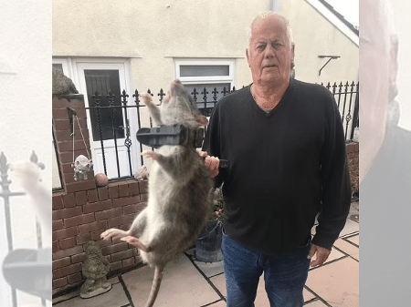 RATO GIGANTE COME UM LEÃO INTEIRO