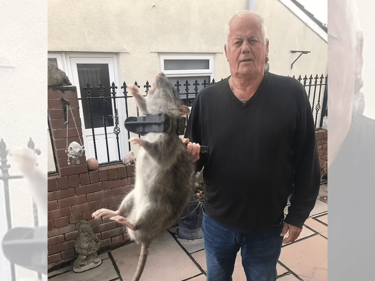 Homem captura rato gigante com tamanho de um bebê humano dentro de