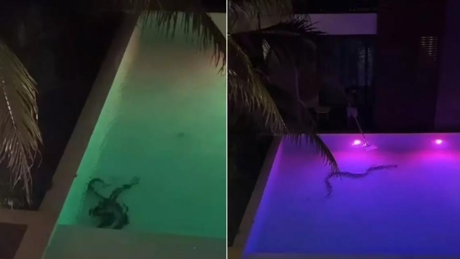 Serpente é flagrada em piscina de resort na Tailândia - Elisabeth Elektra/TikTok