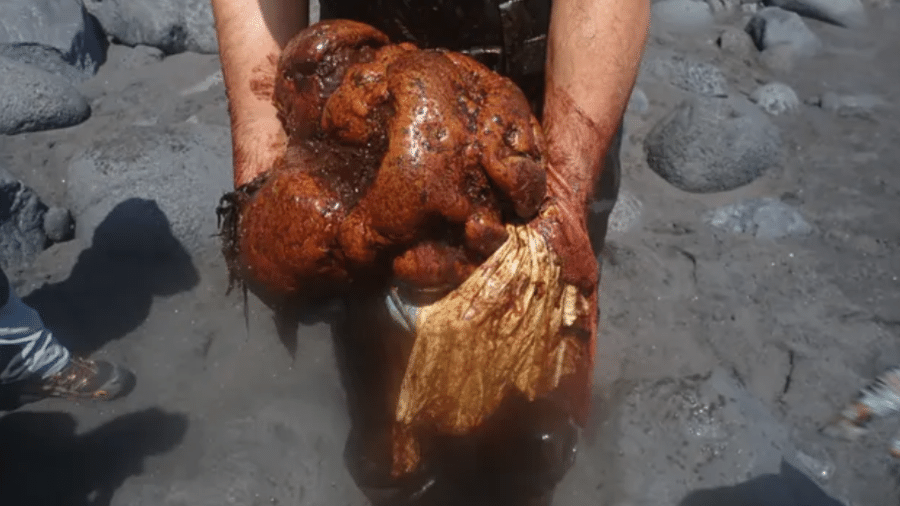 A pedra de âmbar-gris encontrada no intestino da baleia pesa 9,5 quilos - Divulgação/Universidade de Las Palmas