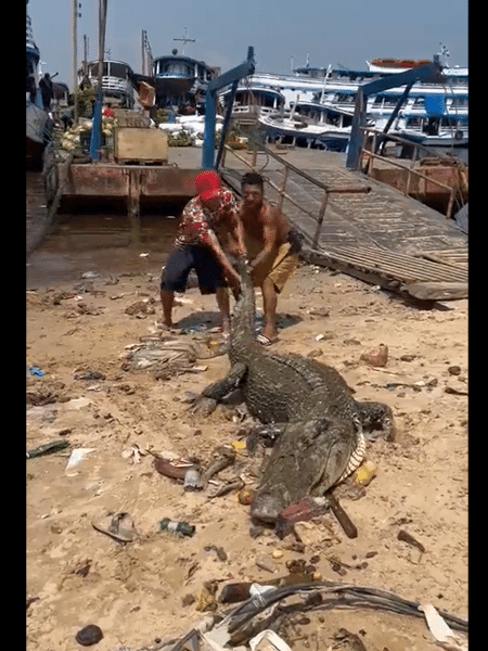 O Amazonas vive uma seca histórica