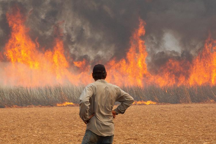 Incêndio em plantação de cana de açúcar em Dumont, SP, em 24 de agosto de 2024