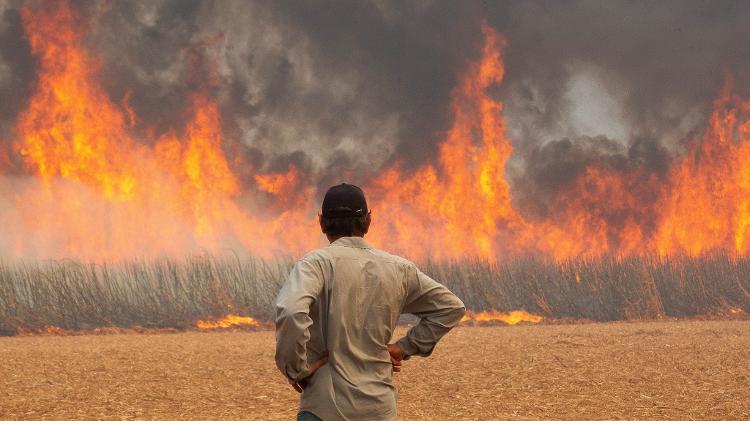 24.ago.2024 - Incêndio em plantação de cana-de-açúcar em Dumont, SP