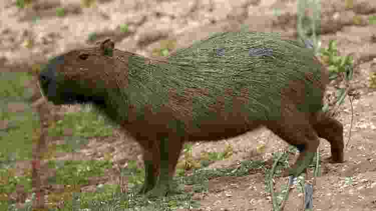 Capivara caminha tranquilamente por Campo Olímpico de Golfe - Andrew Boyers/Reuters - Andrew Boyers/Reuters