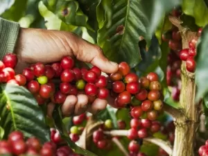 Nestlé investirá R$1 bi em café no Brasil até 2026; projeta salto em vendas