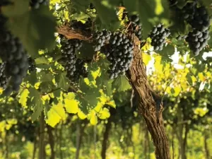 O melhor vinho da segunda uva mais plantada na Argentina: Bonarda